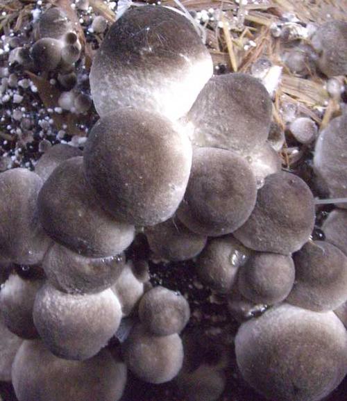 草菇食用菌菌种