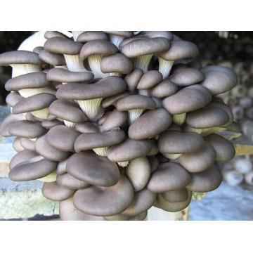 平菇 菌棒 食用菌棒菌种菌包平菇食用蘑菇农产品蘑菇菌种子多肉植物