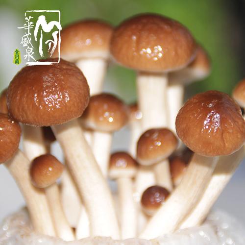 茶树菇菌种食用菌棒蘑菇种植包家庭室内多肉蔬菜种子菌包