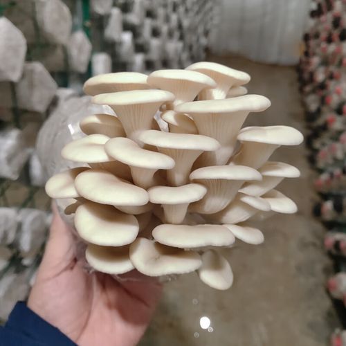 姜芮菇婆婆白平菇食用菌种蘑菇菌种包阳台趣味种植家庭蘑菇种植菌包
